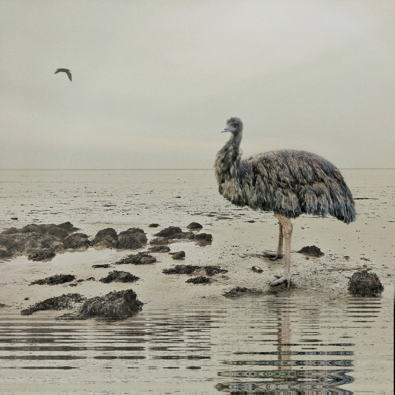 Surrealistische fotocollage van een emu op het strand bij eb, van Wieringen. Foto vsn Ruben van Gogh