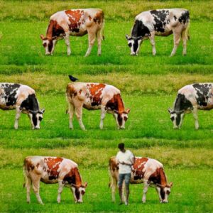 Een serie koeien, zwartbont en roodbont, met een in zijn smartphone verdiepte boer. Op de kont van een koe zit een kraai. Vrolijke kunst van Ruben van Gogh