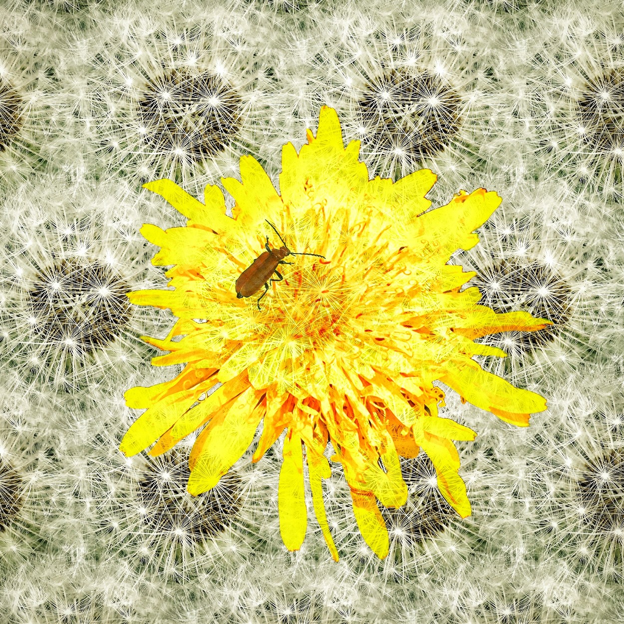 Foto-collage van paardenbloem-pluizenbollen en een bloem met een kever erop, van Ruben van Gogh